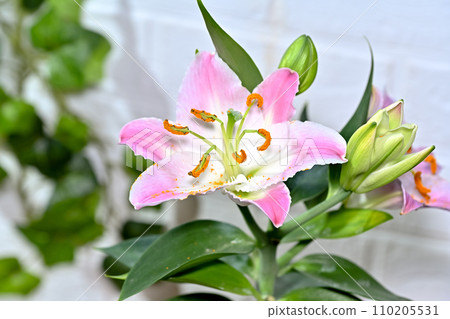 Lily oriental hybrid 110205531