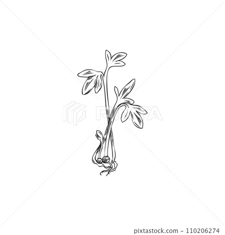Watercress sprouts sketchy hand drawn vector illustration isolated on white. 110206274