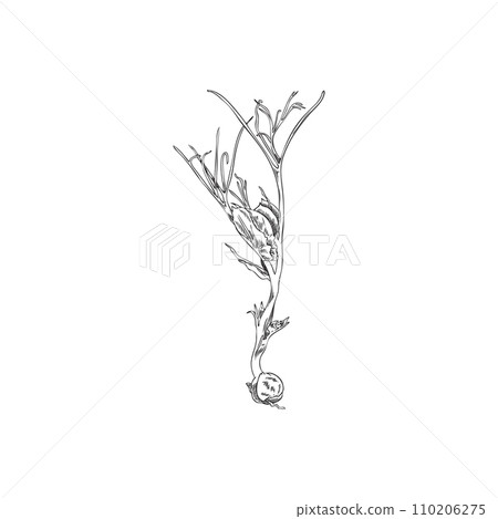 Micro green peas, vector engraved hand drawn unripe micro-green shoot, the first leaves with grain, natural organic herb 110206275