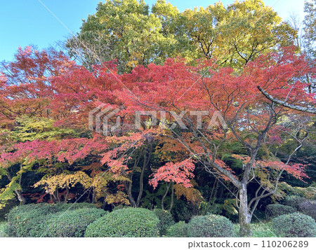Bright red autumn leaves Bright red autumn leaves 110206289