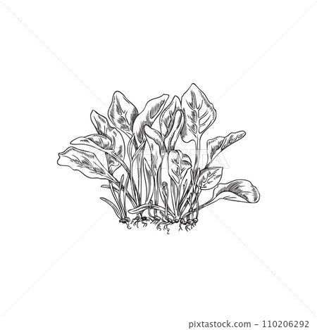 Hand drawn monochrome micro-green sketch style, vector illustration Hand drawn monochrome micro-green sketch style, vector illustration 110206292
