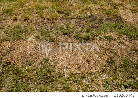 Harvested field 110206442