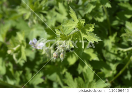Bearded cranesbill 110206443