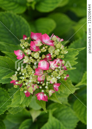French hydrangea 110206444