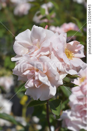 Rose Da Capo Rose Da Capo 110206445