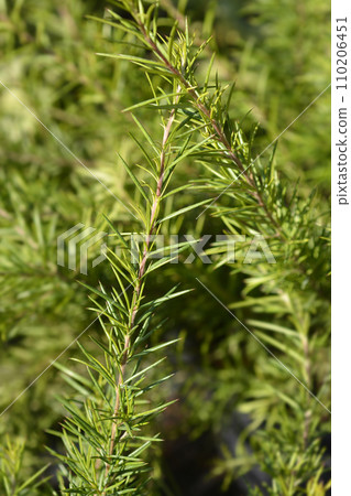 Juniper-leaf grevillea 110206451