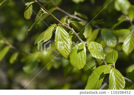 Persian ironwood Persian ironwood 110206452