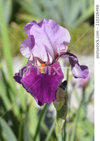Tall bearded iris Camelot Rose 110206466