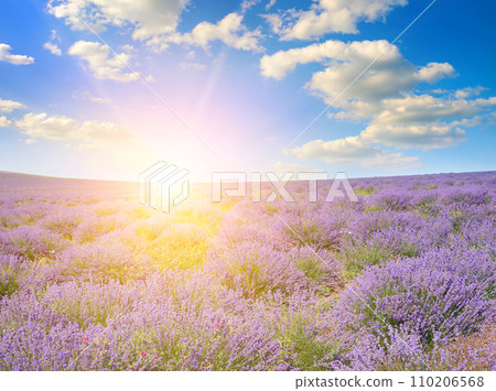 A blooming lavender field and sunrise. 110206568