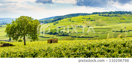 Green vineyards. Pommard wine region, France 110206798