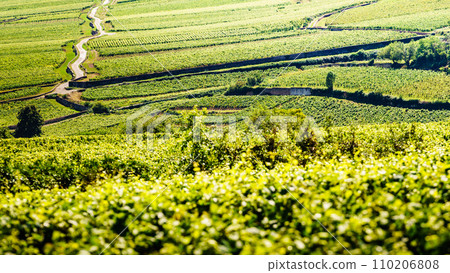 Green vineyards. Pommard wine region, France 110206808