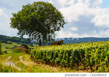 Green vineyards. Pommard wine region, France 110206818