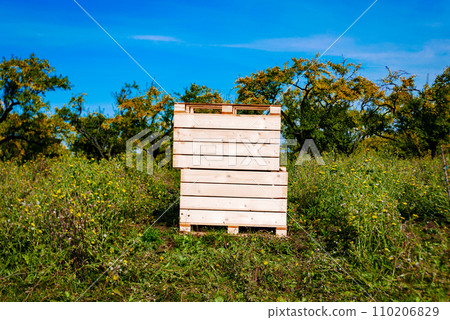 Fruit orchard, boxes are ready for harvest. 110206829