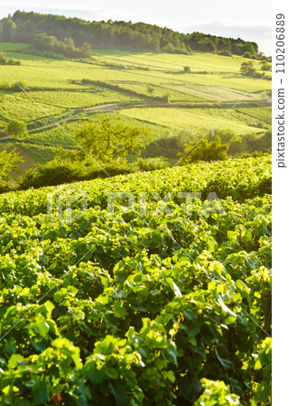 Green vineyards. Pommard wine region, France 110206889