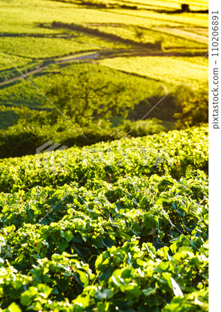 Green vineyards. Pommard wine region, France 110206891