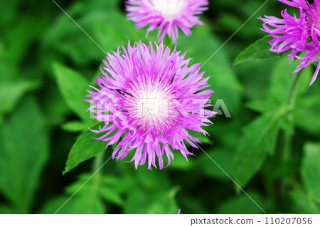 Pink beautiful flowers among green leaves closeup 110207056