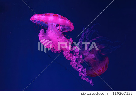South American sea nettle jelly fish swim underwater aquarium pool with pink neon light South American sea nettle jelly fish swim underwater aquarium pool with pink neon light 110207135