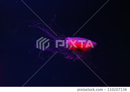 Fluorescent lion's mane jellyfish swimming underwater aquarium pool with red neon light. 110207136