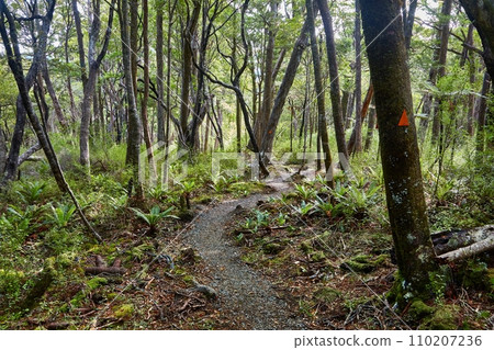Walking trail in New Zealand, lush forest path 110207236