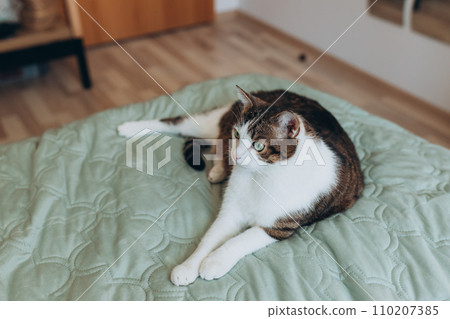White with gray cat lies in bed at home, house comfort concept, indoor. Cope space. Adopt pets banner, full body White with gray cat lies in bed at home, house comfort concept, indoor. Cope space. Adopt pets banner, full body 110207385