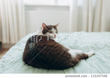 White with gray cat lies in bed at home, house comfort concept, indoor. Cope space. Adopt pets banner, full body White with gray cat lies in bed at home, house comfort concept, indoor. Cope space. Adopt pets banner, full body 110207386