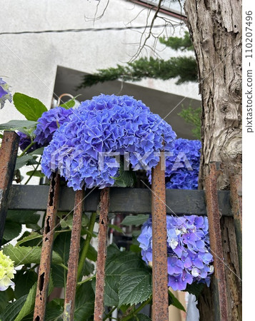 A purple hydrangea that blooms along the garden wall in mid-June. A purple hydrangea that blooms along the garden wall in mid-June. 110207496