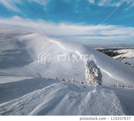 Snow covered fir trees on snowy mountain plateau, tops with snow cornices in far. Magnificent sunny day on picturesque beautiful alps ridge. Snow covered fir trees on snowy mountain plateau, tops with snow cornices in far. Magnificent sunny day on picturesque beautiful alps ridge. 110207637