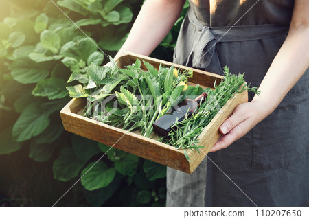Woman holding in her hands wooden crate filled of medicinal plants. Herbalist collects healthy herbs on a meadow. Herbalism, alternative herbal medicine concept. Woman holding in her hands wooden crate filled of medicinal plants. Herbalist collects healthy herbs on a meadow. Herbalism, alternative herbal medicine concept. 110207650