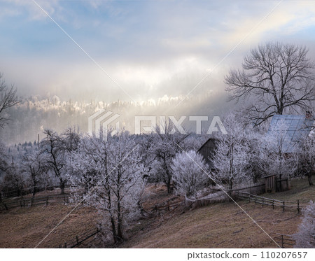 Winter coming. Picturesque pre sunrise scene above late autumn mountain countryside with hoarfrost on grasses, trees, slopes. Peaceful fairy sunlight rays from cloudy sky. Ukraine, Carpathian. Winter coming. Picturesque pre sunrise scene above late autumn mountain countryside with hoarfrost on grasses, trees, slopes. Peaceful fairy sunlight rays from cloudy sky. Ukraine, Carpathian. 110207657