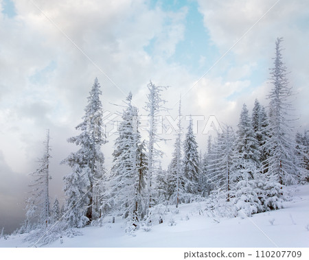 Winter calm mountain landscape with snowfall ang beautiful fir trees on slope (Kukol Mount, Carpathian Mountains, Ukraine) 110207709