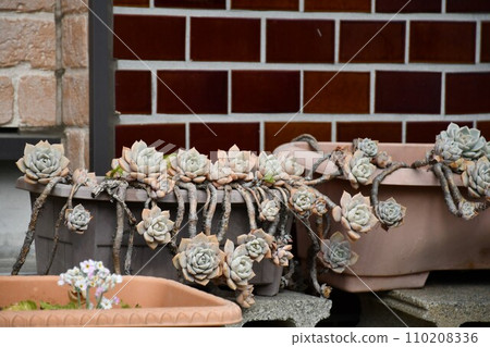Cute succulent Cute succulent 110208336