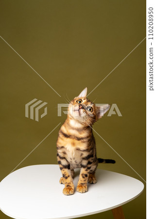 Close-up of a Bengal kitten sitting on a white table and looking up 110208950