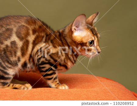 Bengal kitten sits on an orange pillow and looks to the side. studio 110208952