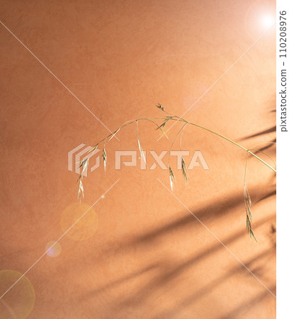Orange background with abstract shadows and a spike of oats. Beautiful Orange background with abstract shadows and a spike of oats. Beautiful 110208976