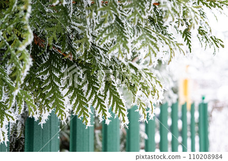 Thuja branch covered with snow close-up. Green fence, rustic Thuja branch covered with snow close-up. Green fence, rustic 110208984