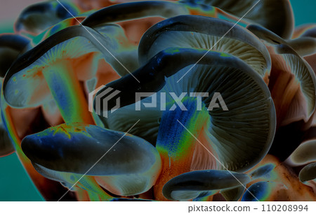 Close-up of colorfull mushrooms, color inversion. Macro abstract 110208994