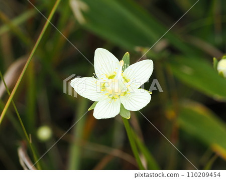 日本梅花的風景 110209454