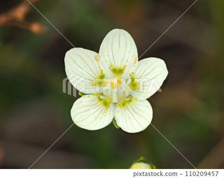 Scenery with Japanese plum blossoms 110209457