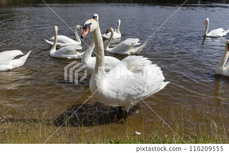 a large number of white swans on the lake in summer 110209555