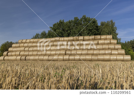 wheat straw collected in stacks after grain harvest 110209561