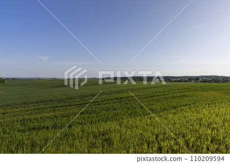a large number of green wheat sprouts in the spring season 110209594