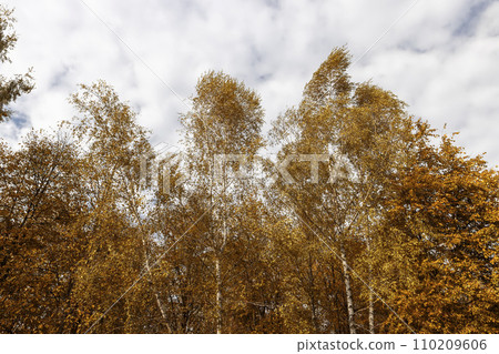 changing the color of foliage on birch trees in autumn weather 110209606