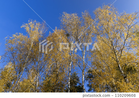 yellowed foliage on birch trees in the autumn season 110209608