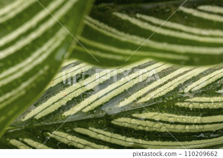 green foliage of a plant on a black background 110209662