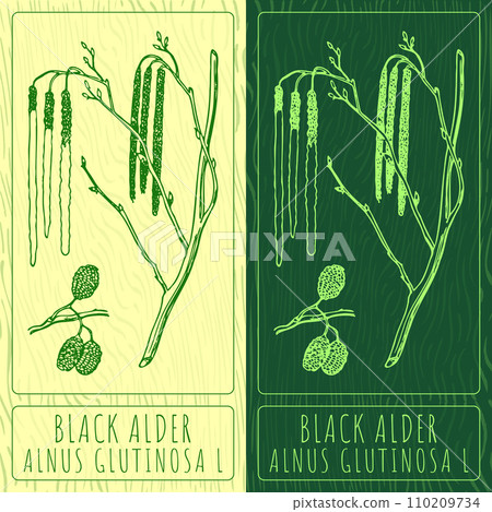 Vector drawings BLACK ALDER. Hand drawn illustration. Latin name ALNUS GLUTINOSA L. Vector drawings BLACK ALDER. Hand drawn illustration. Latin name ALNUS GLUTINOSA L. 110209734