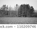 Dead trees at the edge of the field, black and white, Meerbusch, Germany 110209746