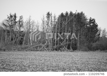 Dead trees at the edge of the field, black and white, Meerbusch, Germany Dead trees at the edge of the field, black and white, Meerbusch, Germany 110209746