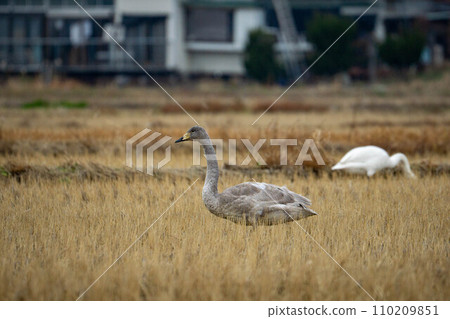 Swans eating food in rice fields Swans eating food in rice fields 110209851