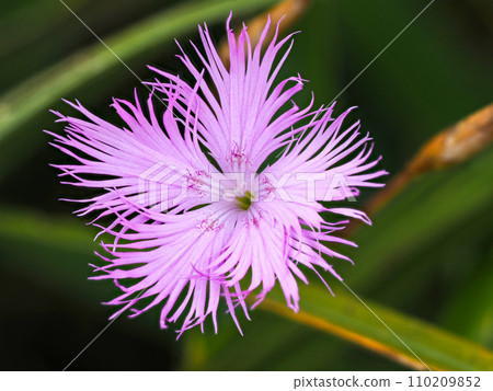 Scenery with kawara dianthus 110209852