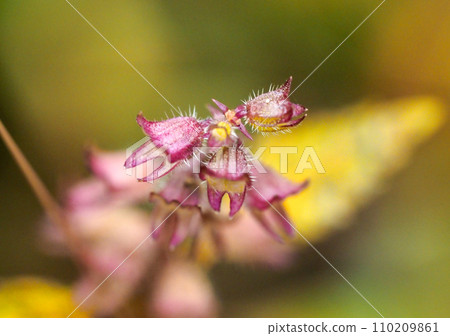Landscape with car flowers Landscape with car flowers 110209861